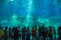 chinese-sturgeon-aquarium