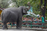 manilazoo-elephant