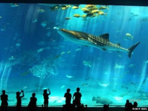 ocean-park-grand_aquarium