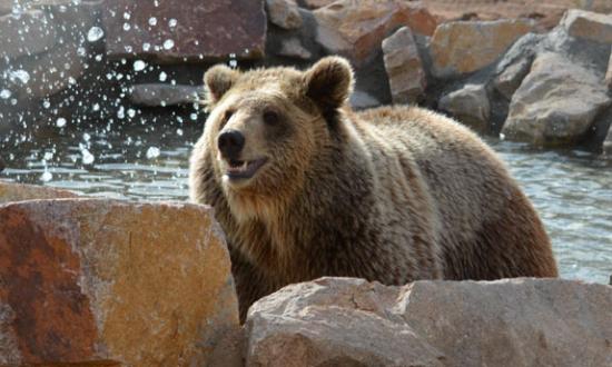 bam-bam-grizzly-bear